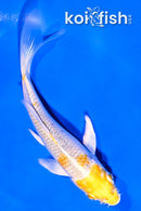 4.5" GINRIN LEMON HARIWAKE BUTTERFLY