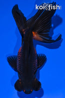 4.5" TELESCOPE GOLDFISH