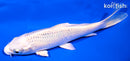 6.25" PLATINUM OGON