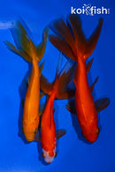 PACK OF (3) 4.5-5" WAKIN GOLDFISH