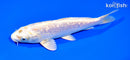 7" GINRIN HARIWAKE