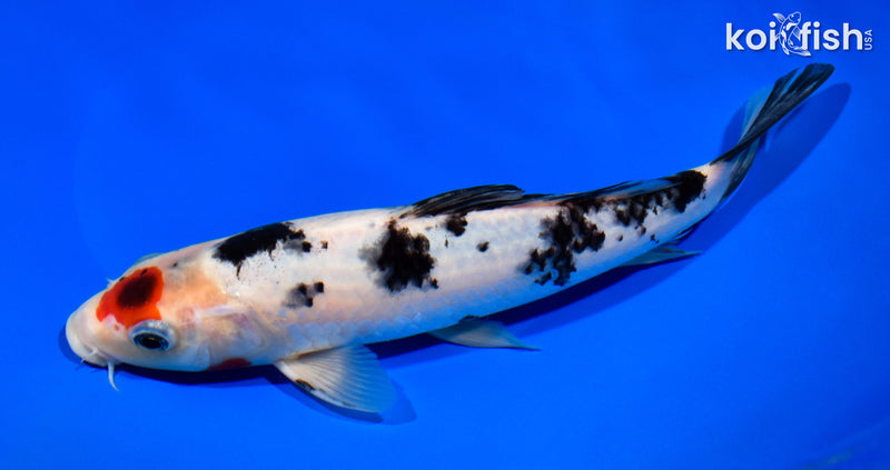 9.5" TANCHO SANKE