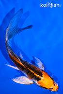 4.75" KUJAKU BUTTERFLY