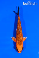 5" GINRIN ORENJI MATSUBA