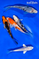 PACK OF (5) 4-4.5" STANDARD KOI