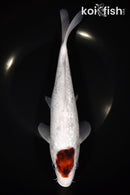 9.75" GINRIN TANCHO GOROMO