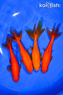 PACK OF (4) 5.25-5.75" WAKIN GOLDFISH