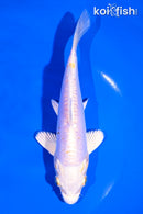 6.75" DOITSU LEMON HARIWAKE