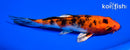 6" YAMATO NISHIKI