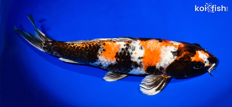 13.25" KIN SHOWA