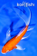 5.25" KIKUSUI BUTTERFLY