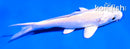 4.5" PLATINUM OGON