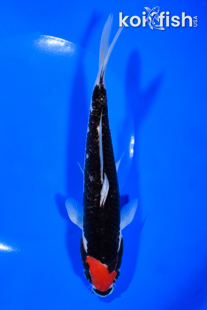 7.5" GOSHIKI