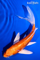 5.5" ARAGOKE ORENJI OGON BUTTERFLY