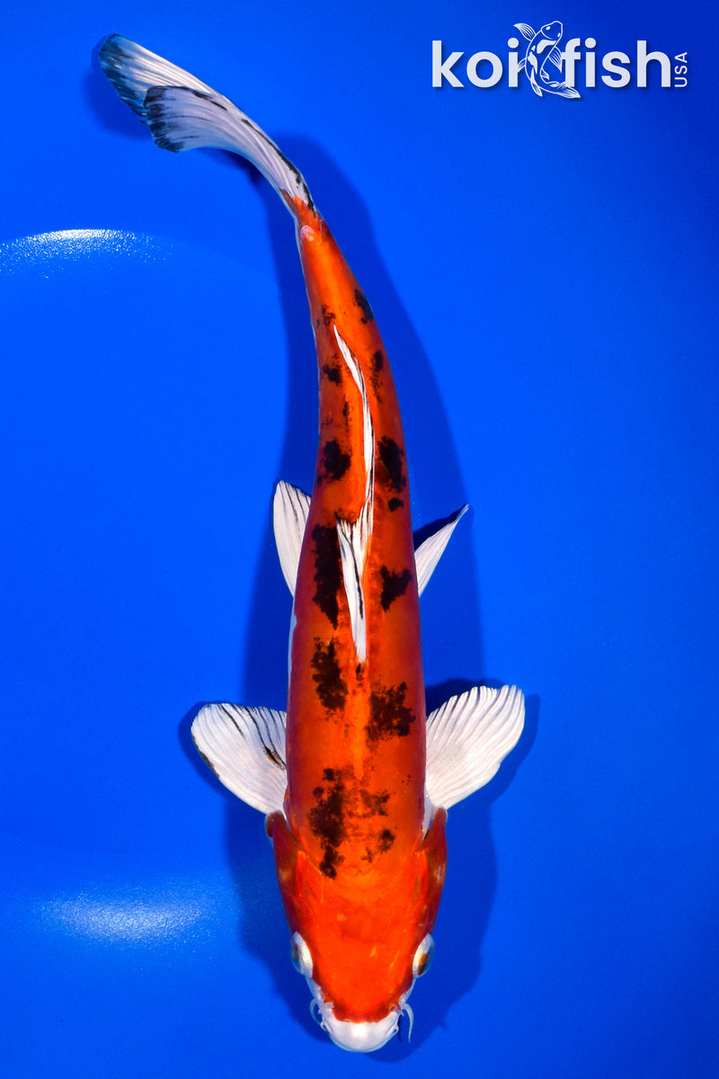 10.75" HEISEI NISHIKI