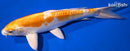 11.5" KIKUSUI