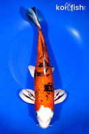 11.75" GINRIN YAMATO NISHIKI