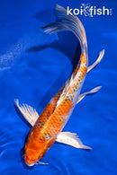 9.5" YAMATO NISHIKI BUTTERFLY