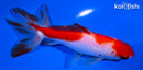 4.75" SARASA WATONAI GOLDFISH