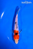 5" GINRIN SANKE