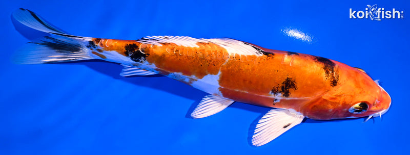 8.25" HEISEI NISHIKI
