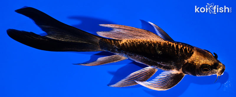 5.5" BENI KIKOKURYU BUTTERFLY