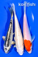 6.25 - 6.75" PACK OF (3) STANDARD KOI