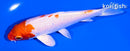 5.5" HARIWAKE