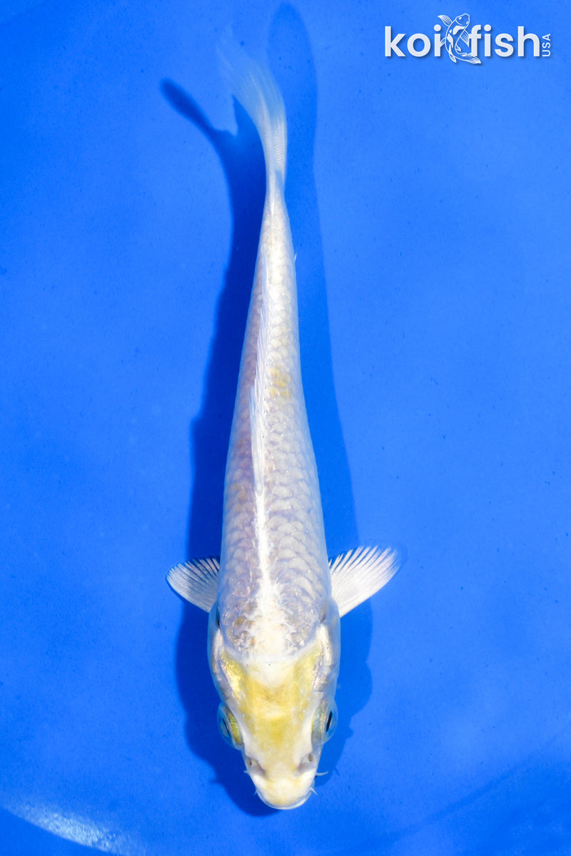 4.5" HARIWAKE