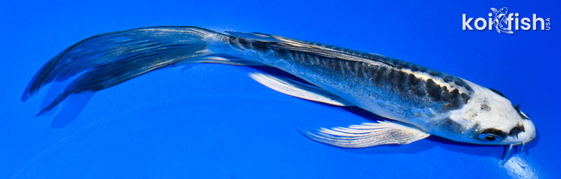 6" ARAGOKE KIKOKURYU BUTTERFLY