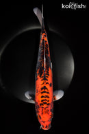 13" DOITSU GOSHIKI