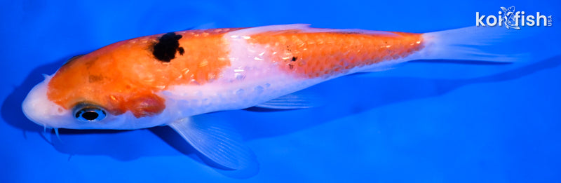 5.5" GINRIN SANKE