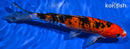 9.5" DOITSU AKA SANKE
