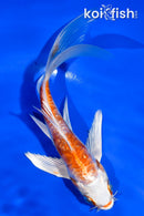 5" KIKUSUI BUTTERFLY