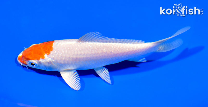 5" HARIWAKE