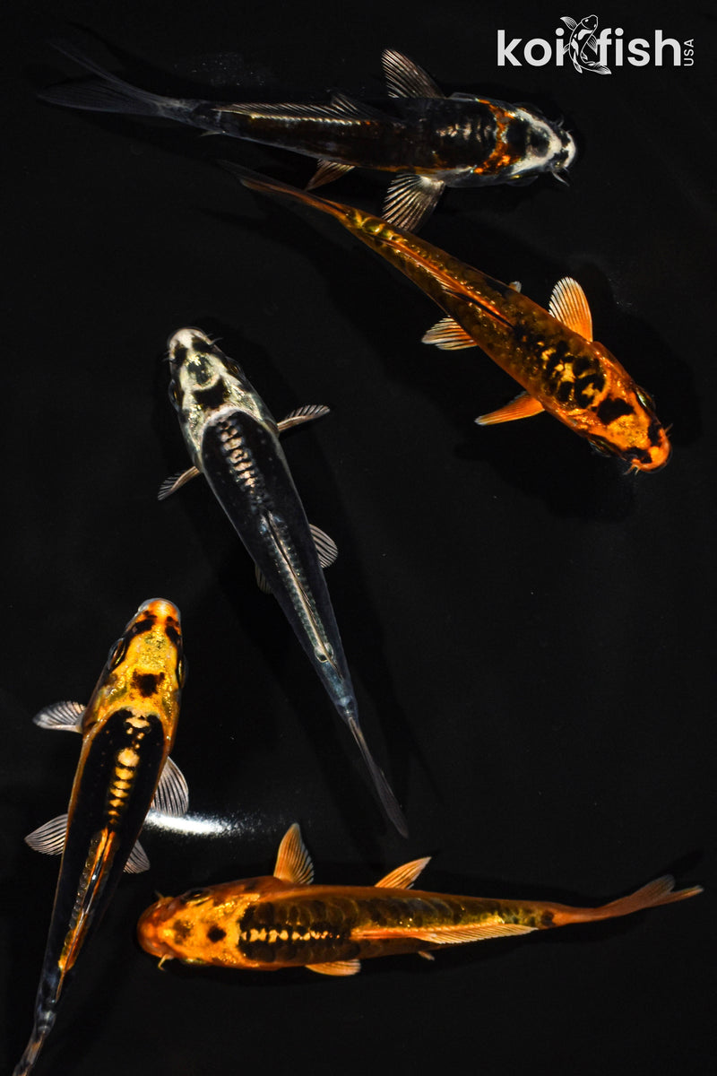 PACK OF (5) 4-4.5" STANDARD GHOST KOI