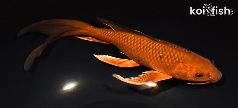8.75" CHAGOI BUTTERFLY