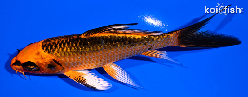 5.25" ORENJI MATSUBA BUTTERFLY