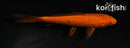 5" CHAGOI