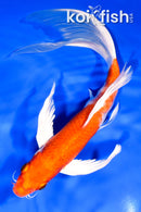 9" HARIWAKE BUTTERFLY