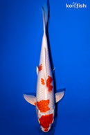 10.5" HARIWAKE