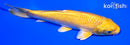 5.75" YAMABUKI OGON