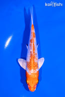 5.25" GINRIN HARIWAKE