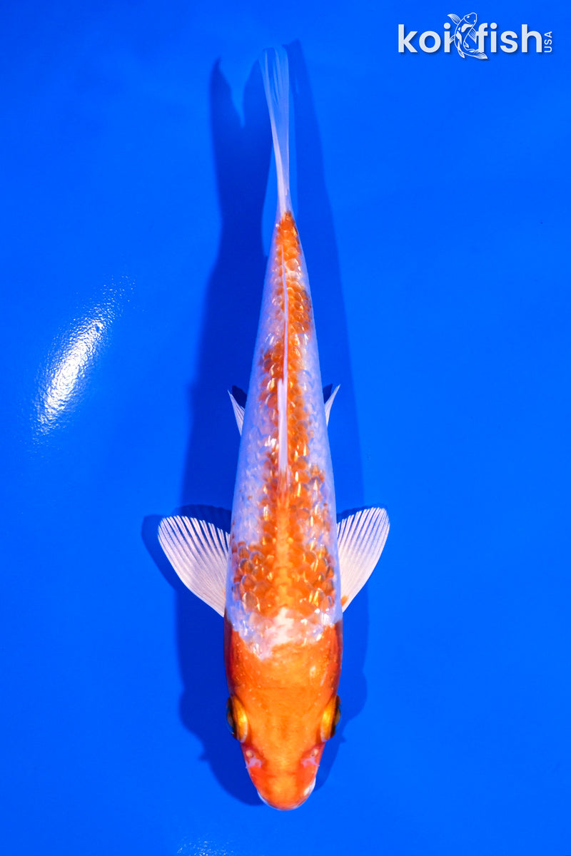 5.25" GINRIN HARIWAKE