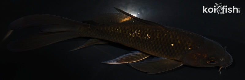 5.75" GINRIN CHAGOI BUTTERFLY