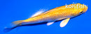 4" GINRIN YAMABUKI OGON