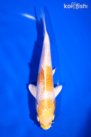 6.75" LEMON HARIWAKE