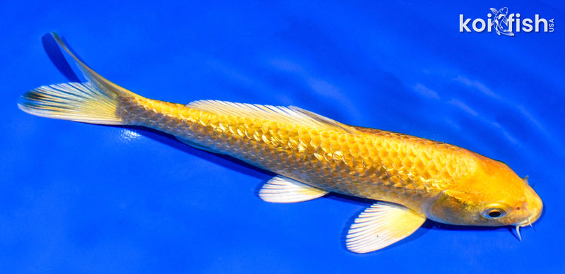 7" GINRIN YAMABUKI OGON