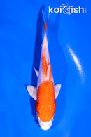 4" HARIWAKE