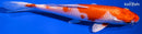 7" KOHAKU